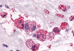 Anti-PTGER3 antibody used in IHC (Paraffin sections) (IHC-P). GTX13381