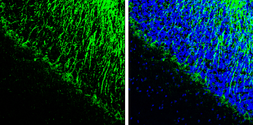 Anti-NF-L antibody used in IHC (Frozen sections) (IHC-Fr). GTX134075