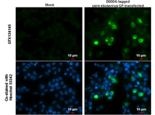 Anti-Ebola virus GP2 antibody used in Immunocytochemistry/ Immunofluorescence (ICC/IF). GTX134145
