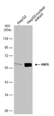 Anti-HNF6 antibody used in Western Blot (WB). GTX134403