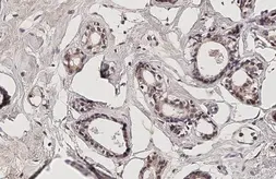 Anti-DSPP antibody used in IHC (Paraffin sections) (IHC-P). GTX134428