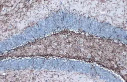 Anti-Myelin PLP antibody used in IHC (Paraffin sections) (IHC-P). GTX134433