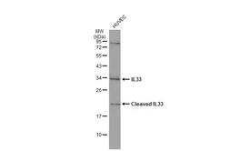 Anti-IL33 antibody used in Western Blot (WB). GTX134566