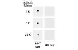 Anti-3-Methoxytyramine antibody used in Dot blot (Dot). GTX134712