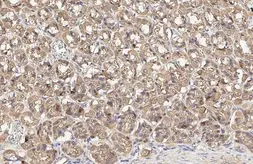Anti-DRP1 antibody used in IHC (Paraffin sections) (IHC-P). GTX135364