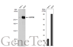 Anti-USP9X antibody used in Western Blot (WB). GTX135634