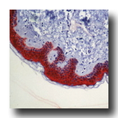 Anti-14-3-3 sigma antibody [1.N.6] used in IHC (Paraffin sections) (IHC-P). GTX14123