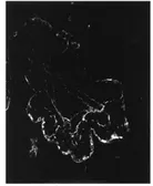 Anti-PDE4A antibody used in IHC (Frozen sections) (IHC-Fr). GTX14607