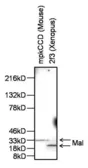 Anti-MAL antibody used in Western Blot (WB). GTX15418