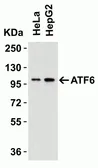 Anti-ATF6 antibody used in Western Blot (WB). GTX15457