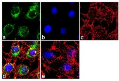 Anti-Apolipoprotein B antibody [F2C13] used in Immunocytochemistry/ Immunofluorescence (ICC/IF). GTX15663