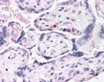 Anti-DUSP16 antibody, N-term used in IHC (Paraffin sections) (IHC-P). GTX15698