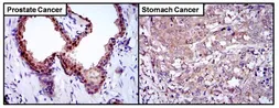 Anti-Glyoxalase I antibody [Glo1a] used in IHC (Paraffin sections) (IHC-P). GTX15747