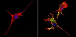 Anti-CD44 antibody [1M7.8.1] used in Immunocytochemistry/ Immunofluorescence (ICC/IF). GTX15834