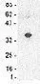 Anti-BAFF antibody [Buffy XI] used in Western Blot (WB). GTX16087