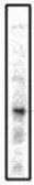 Anti-PTGER3 antibody [5F5] used in Western Blot (WB). GTX16152