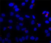 Anti-Tubulin (Acetyl Lys40) antibody [6-11B-1] used in Immunocytochemistry/ Immunofluorescence (ICC/IF). GTX16292