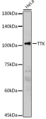 Anti-TTK antibody used in Western Blot (WB). GTX16407