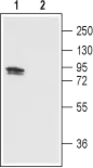 Anti-VR1/ TRPV1 antibody used in Western Blot (WB). GTX16609