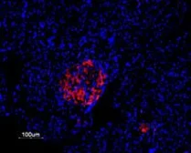 Anti-Kv2.1 antibody used in IHC (Paraffin sections) (IHC-P). GTX16640