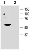 Anti-Kv1.3 antibody used in Western Blot (WB). GTX16679