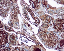 Anti-Thyroglobulin antibody [1D4] used in IHC (Paraffin sections) (IHC-P). GTX16853