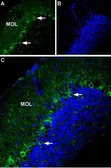 Anti-P2X1 antibody used in IHC (Frozen sections) (IHC-Fr). GTX16925