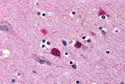 Anti-Bok antibody used in IHC (Paraffin sections) (IHC-P). GTX16981