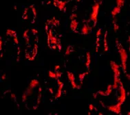 Anti-BANF1 antibody used in IHC (Paraffin sections) (IHC-P). GTX16987