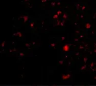 Anti-AMBRA1 antibody used in IHC (Paraffin sections) (IHC-P). GTX17004