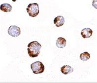 Anti-HINT1 antibody used in Immunocytochemistry/ Immunofluorescence (ICC/IF). GTX17017