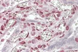 Anti-MAML1 antibody, N-term used in IHC (Paraffin sections) (IHC-P). GTX17019
