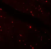 Anti-Klotho antibody used in IHC (Paraffin sections) (IHC-P). GTX17093