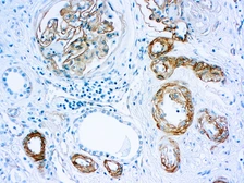 Anti-Laminin antibody [4C7] used in IHC (Paraffin sections) (IHC-P). GTX17107