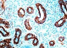 Anti-Muscle Actin antibody [1A4+5C5] used in IHC (Paraffin sections) (IHC-P). GTX17146