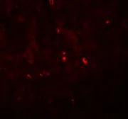 Anti-Angiogenin antibody used in IHC (Paraffin sections) (IHC-P). GTX17177