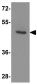Anti-LANCL2 antibody used in Western Blot (WB). GTX17258