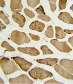 Anti-p27 Kip1 (phospho Ser10) antibody used in IHC (Paraffin sections) (IHC-P). GTX17353