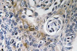 Anti-CD63 antibody used in IHC (Paraffin sections) (IHC-P). GTX17441