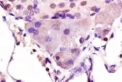 Anti-Mafa antibody used in IHC (Paraffin sections) (IHC-P). GTX17446