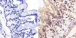 Anti-TOR1AIP1 antibody [RL13] used in IHC (Paraffin sections) (IHC-P). GTX17579