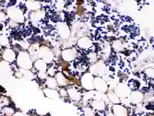 Anti-Osteocalcin antibody used in IHC (Paraffin sections) (IHC-P). GTX17589