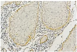 Anti-Laminin alpha 3B antibody [F7] used in IHC (Paraffin sections) (IHC-P). GTX17684