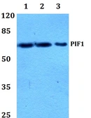Anti-PIF1 antibody used in Western Blot (WB). GTX18142