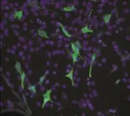 Anti-Firefly Luciferase antibody used in Immunocytochemistry/ Immunofluorescence (ICC/IF). GTX20498