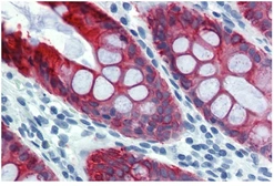 Anti-Cytokeratin 18 antibody [DA-7] used in IHC (Paraffin sections) (IHC-P). GTX20669