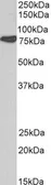Anti-Cortactin antibody, N-term used in Western Blot (WB). GTX21374