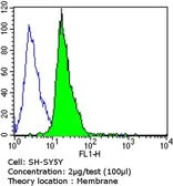 Anti-PSD95 antibody [6G6-1C9] used in Flow cytometry (FCM). GTX22723