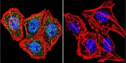 Anti-HIF1 beta antibody [2B10] used in Immunocytochemistry/ Immunofluorescence (ICC/IF). GTX22771