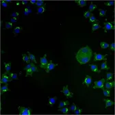 Anti-TGN46 antibody [2F7.1] used in Immunocytochemistry/ Immunofluorescence (ICC/IF). GTX22809